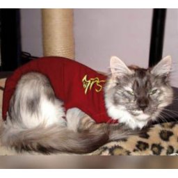 MPS medical pet suit voor katten (met plasgaatje)