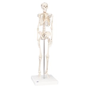 Skelet A18 model shorty