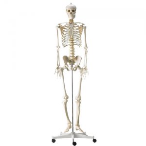 anatomisch menselijk skelet met staander