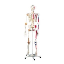 Skelet A13 model Sam, beweegbare wervelkolom en beschilderd