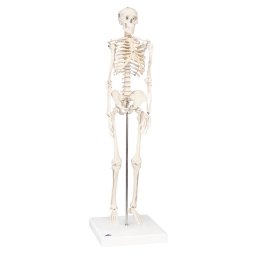 Skelet A18 model shorty