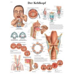 Anatomische poster strottenhoofd