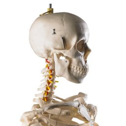 anatomisch menselijk skelet met staander