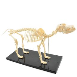 Canine skeleton (artificial), anatomische skelet hond