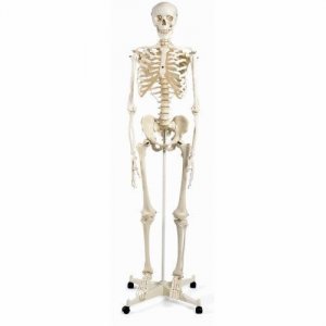 Skelet A10 model Stan, gewone uitvoering
