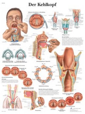 Anatomische poster strottenhoofd