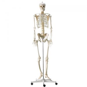 anatomisch skelet mens 180cm met staander op wielen