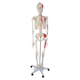 levensgroot menselijk skelet 180cm voor anatomie - met spieraanhechtingen
